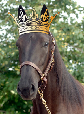 Lie Detector Travkompaniets drottning. Foto: C.K&auml;rrstrand